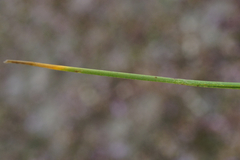 Puccinellia intermedia