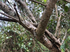 Excoecaria dallachyana