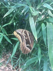 Eryphanis aesacus