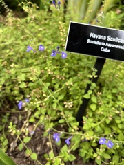 Scutellaria havanensis
