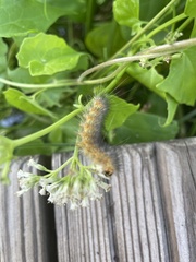 Spilosomina
