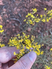 Gutierrezia sarothrae