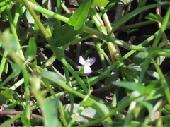 Murdannia keisak