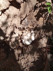 Pluteus cervinus