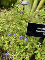 Scutellaria havanensis