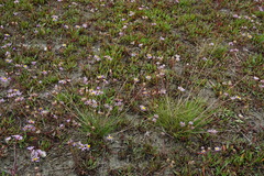 Puccinellia intermedia