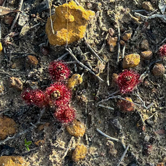 Drosera platypoda