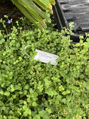 Scutellaria havanensis