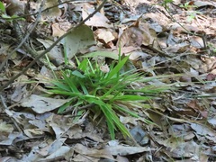 Dichanthelium laxiflorum
