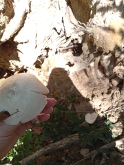 Pluteus cervinus
