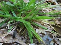 Dichanthelium laxiflorum