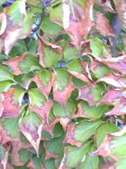 Cornus kousa