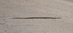 Pseudonaja textilis