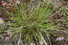 Puccinellia intermedia