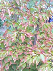 Cornus kousa