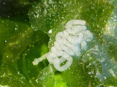 Dendronotus