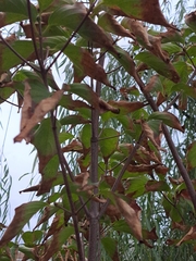 Cornus kousa