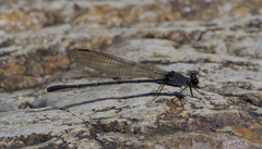 Argia lugens