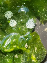 Dendronotus