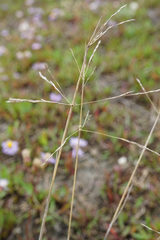 Puccinellia intermedia