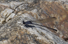 Argia lugens