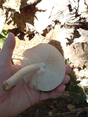Pluteus cervinus
