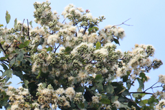Corymbia