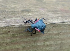 Alcaeorrhynchus grandis