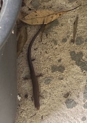 Lampropholis