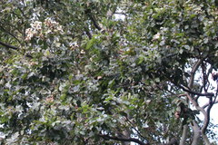 Corymbia