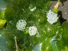 Dendronotus