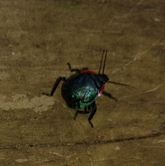 Alcaeorrhynchus grandis