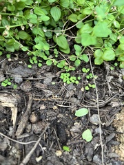 Scutellaria havanensis