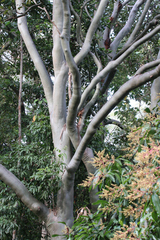 Corymbia