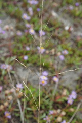 Puccinellia intermedia