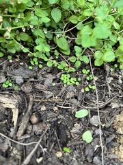 Scutellaria havanensis
