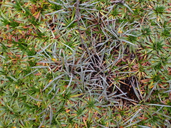 Ophiopogon