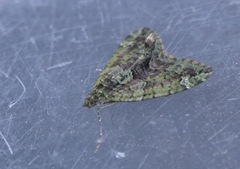 Chloroclysta siterata