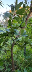 Persea borbonia
