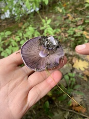 Thaxterogaster purpurascens