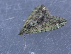 Chloroclysta siterata