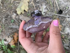 Thaxterogaster purpurascens