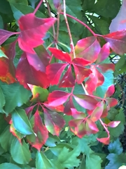 Parthenocissus quinquefolia