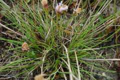 Puccinellia intermedia