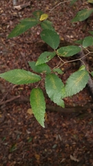 Ulmus alata