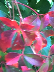 Parthenocissus quinquefolia