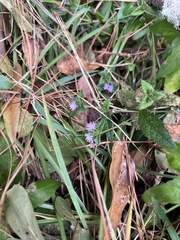 Elephantopus carolinianus