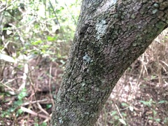 Cryptocarya sclerophylla