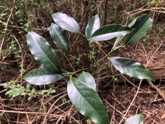 Cryptocarya sclerophylla