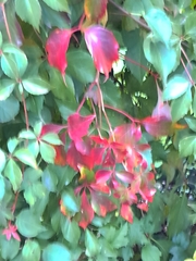 Parthenocissus quinquefolia